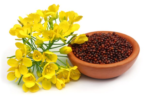 Mustard Seeds In Hyderabad